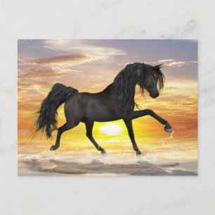 Carte postale Black Horse