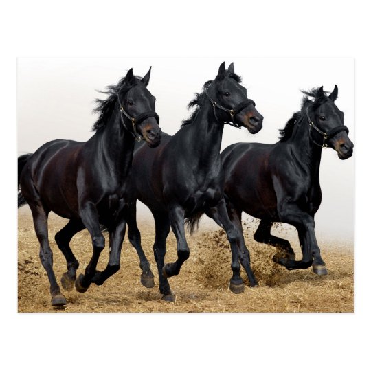 Carte Postale Black horse