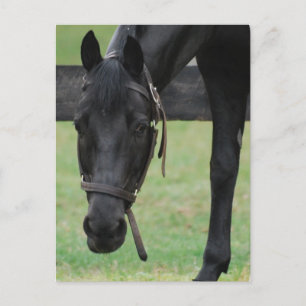 Carte postale Black Horse