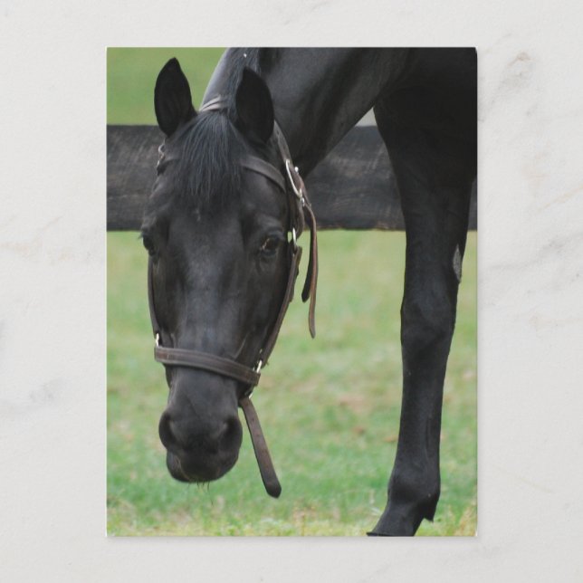 Carte postale Black Horse (Devant)