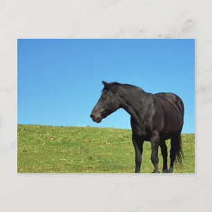 Carte postale Black Horse