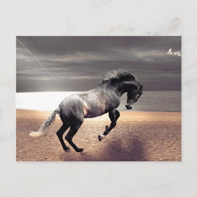 Carte Postale Black Horse Sandy Beach Océan Poste (Devant)