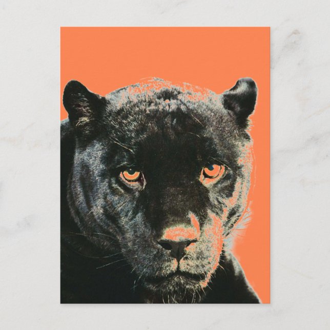 Carte postale Black Jaguar Panther (Devant)