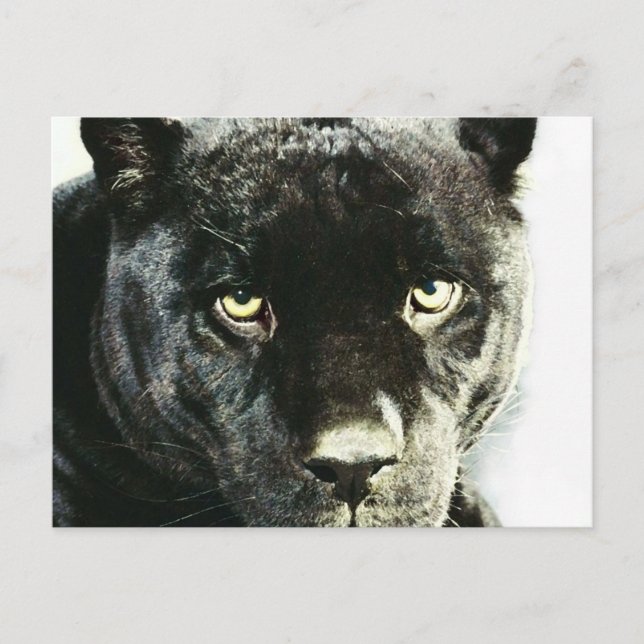 Carte postale Black Jaguar Panther Eyes (Devant)