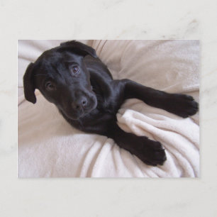 Carte postale Black Lab