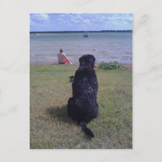Carte Postale Black Lab au lac
