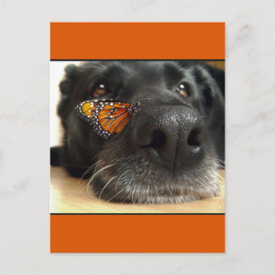 Carte Postale BLack Lab Chien Avec Papillon