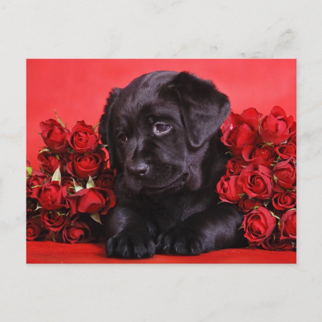 Carte Postale Black Lab et rose (Devant)