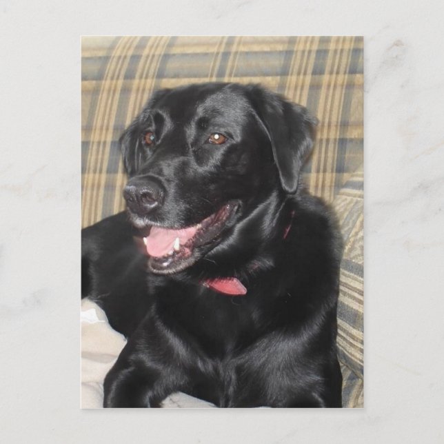 Carte postale Black Labrador (Devant)