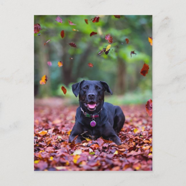 Carte Postale Black Labrador Dans Les Feuilles Automnes (Devant)