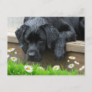Carte Postale Black Labrador mignon Chien Daisy Fleurs Ladybug