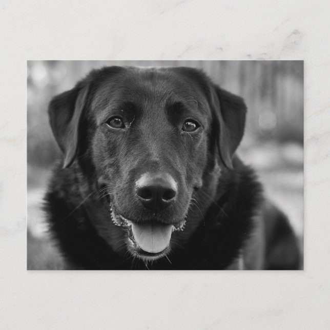 Carte Postale Black Labrador Photo Pet Dog (Devant)