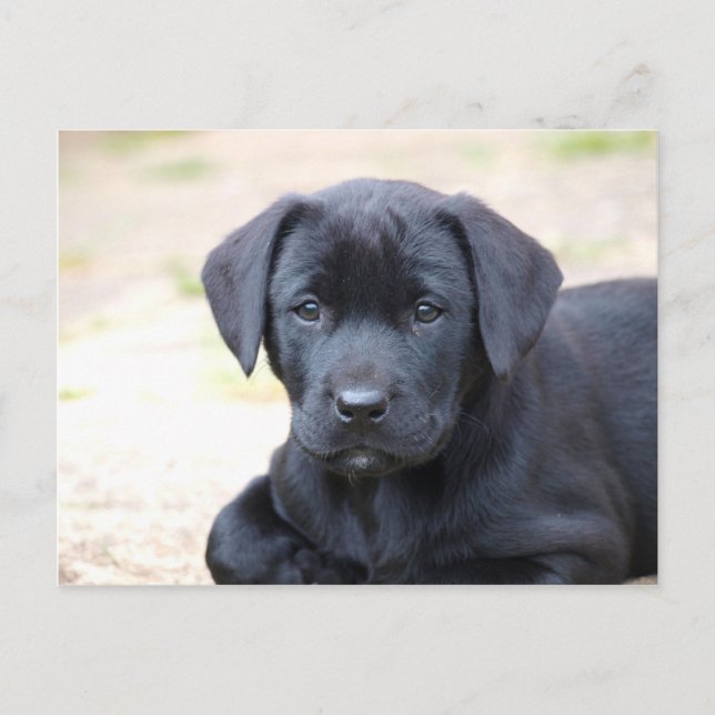 Carte postale Black Labrador Puppy (Devant)