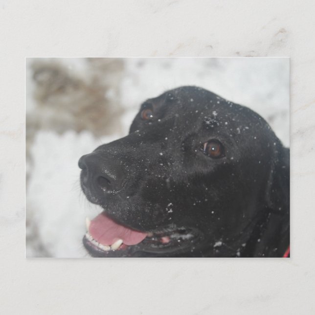 Carte Postale Black Labrador Retreiver Profil de la Postca hiver (Devant)