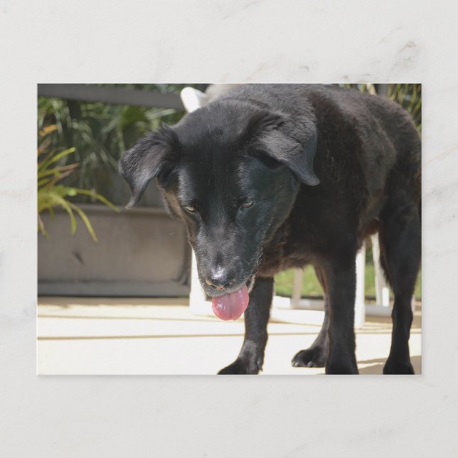 Carte Postale Black Labrador Retriever Chien gros (Devant)