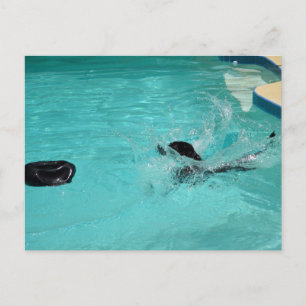 Carte Postale Black Labrador Retriever S'Enfonce Dans Le Pool
