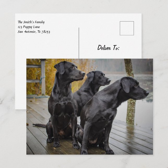Carte Postale Black Labs sur un quai (Devant / Derrière)