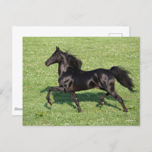Carte Postale Black Morgan Stallion Mane et traîne
