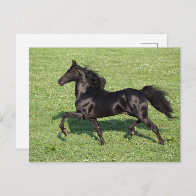 Carte Postale Black Morgan Stallion Mane et traîne (Devant / Derrière)