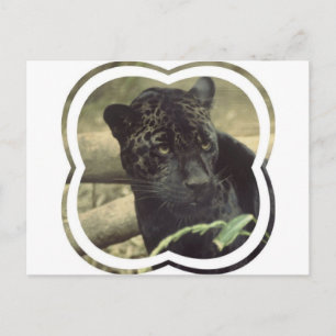 Carte postale Black Panther