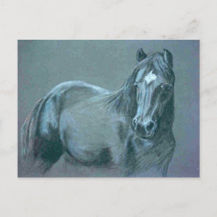 Carte postale Black Pony