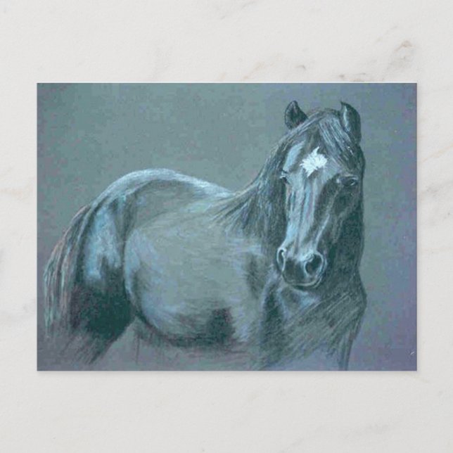 Carte postale Black Pony (Devant)