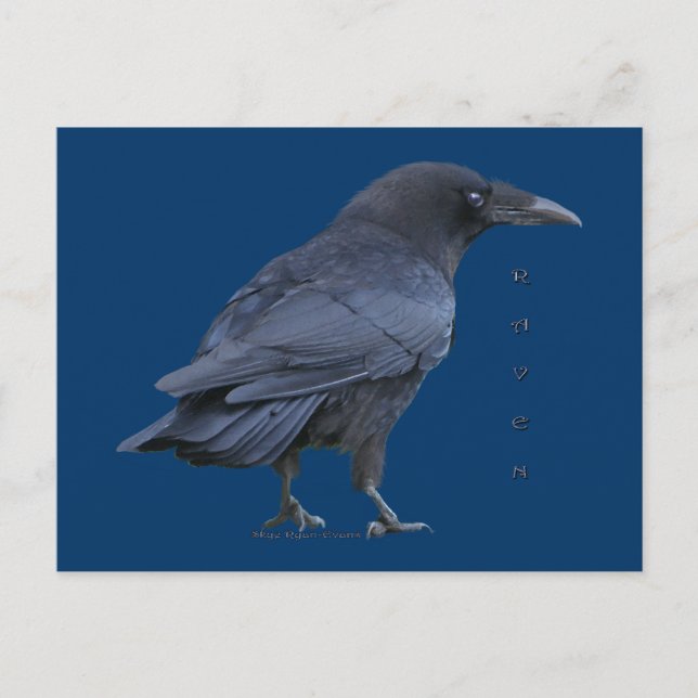 Carte postale Black Raven III (Devant)