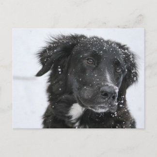 Carte Postale Black Shepherd Dog in the Snow