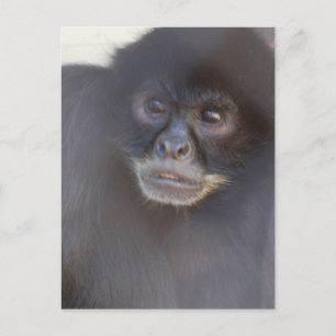 Carte postale Black Spider Monkey
