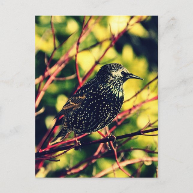 Carte Postale Black Starling (Devant)