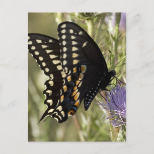 Carte postale Black Swallowtail Button