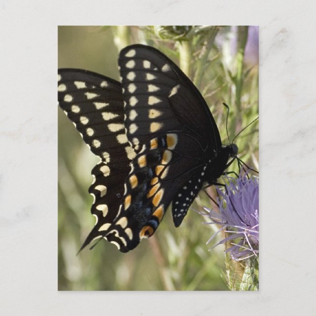 Carte postale Black Swallowtail Button (Devant)