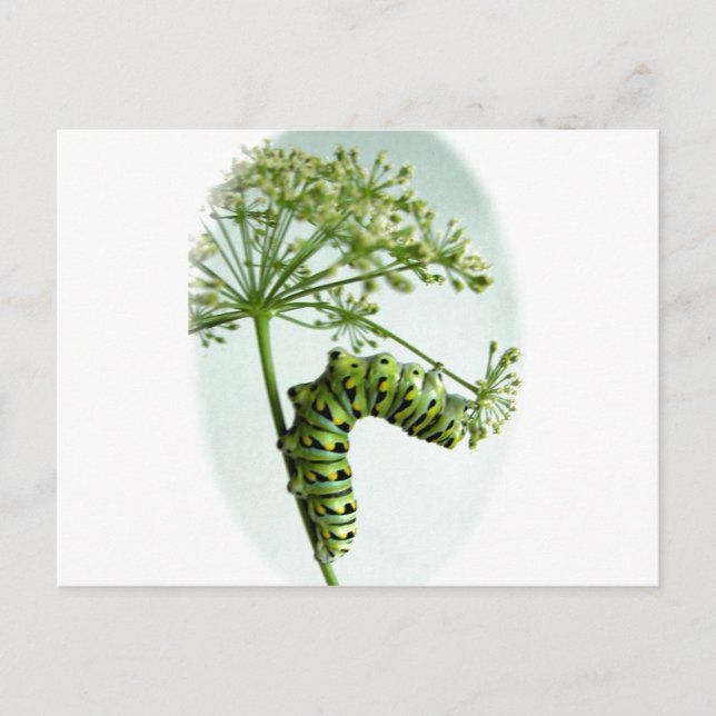Carte Postale Black Swallowtail Caterpillar mangeant du persil (Devant)