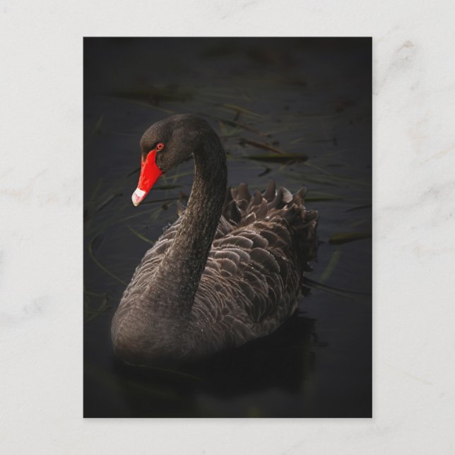 Carte Postale Black swan (Devant)