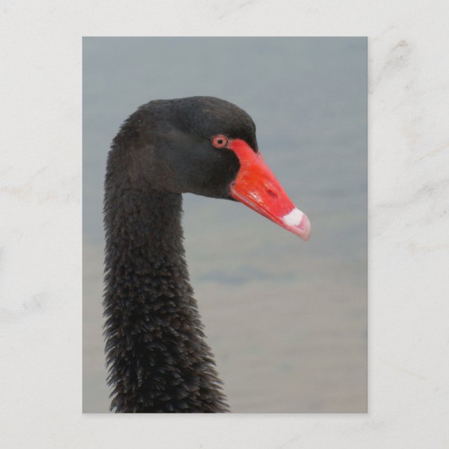 Carte Postale Black Swan (Devant)