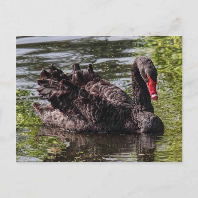 Carte Postale Black Swan, Roath Park Lake, Cardiff, Pays de Gall (Devant)