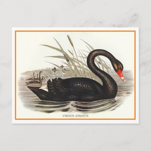 Carte Postale Black Swan Vintage (Devant)