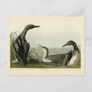 Carte Postale Black Throated Diver Loon Audubon Birds of America