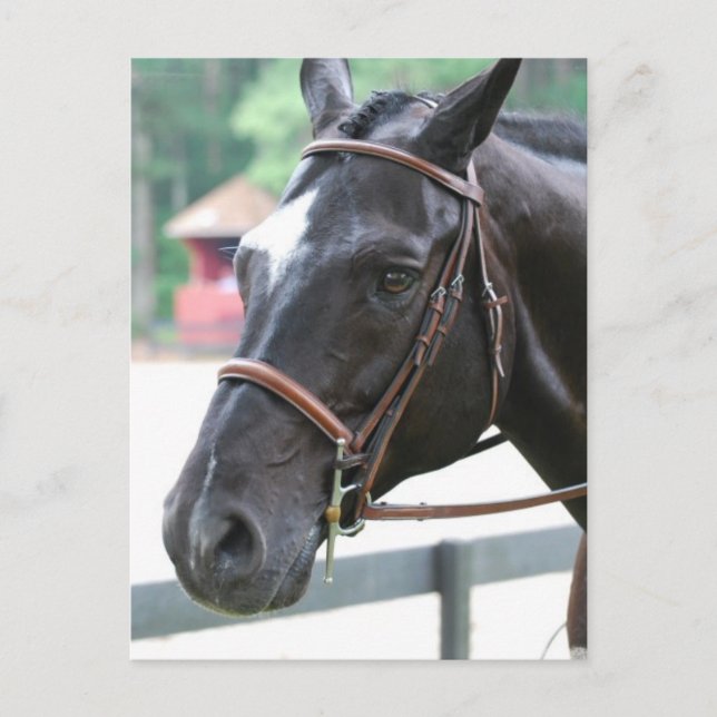 Carte postale Black Warmblood (Devant)