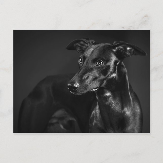 Carte Postale Black whippet (Devant)