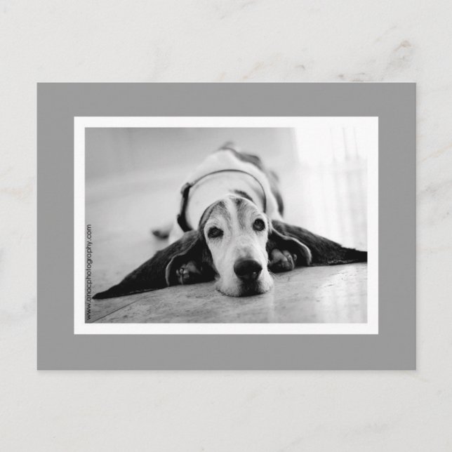 Carte postale Black & White Basset (Devant)