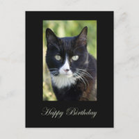 Black & White cat, Happy Birthday postcard.