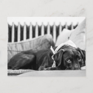 Carte Postale Black & White Chien Relaxant Sleepy Chocolate Lab