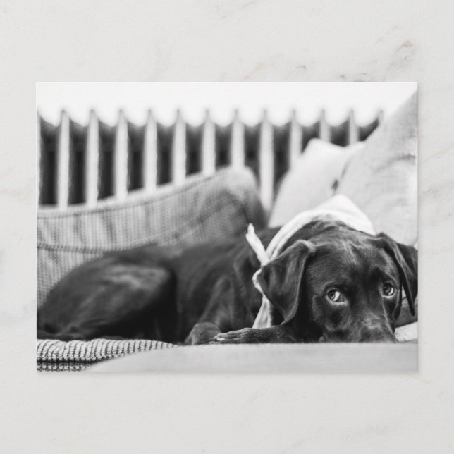 Carte Postale Black & White Chien Relaxant Sleepy Chocolate Lab (Devant)