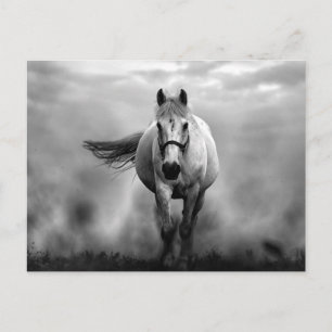 Carte Postale Black White Runse Horse Freedom