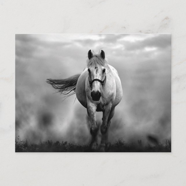 Carte Postale Black White Runse Horse Freedom (Devant)