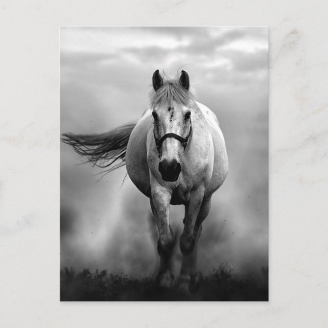Carte Postale Black White Runse Horse Freedom (Devant)