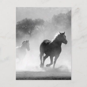 Carte Postale Black White Runses Horses Freedom