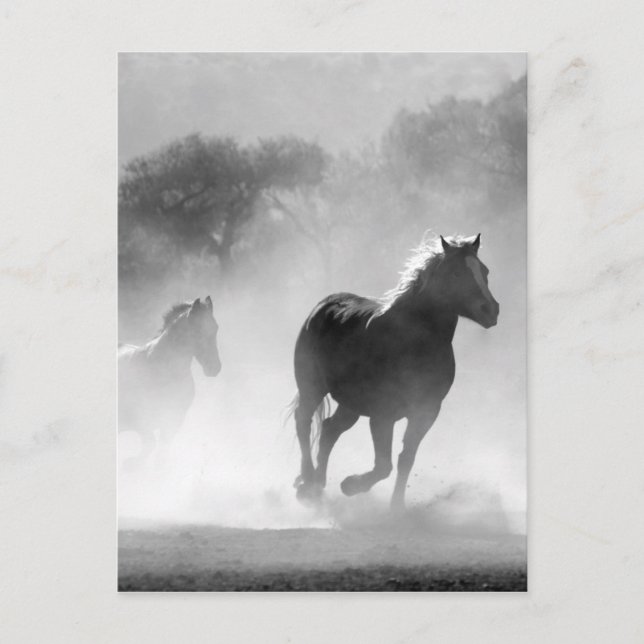 Carte Postale Black White Runses Horses Freedom (Devant)