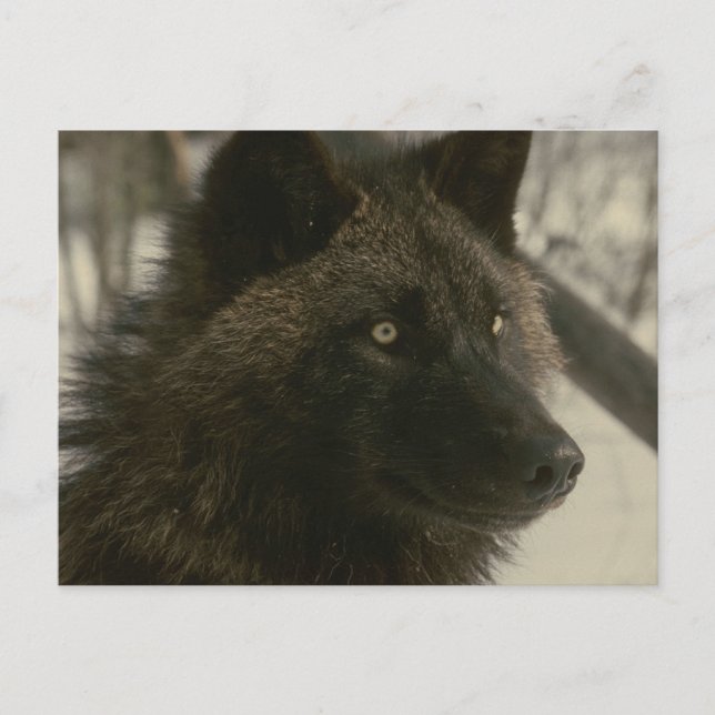 Carte Postale Black Wolf Postcard (Devant)